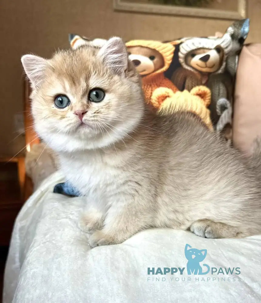 Fialka British Shorthair female black golden shaded live animals