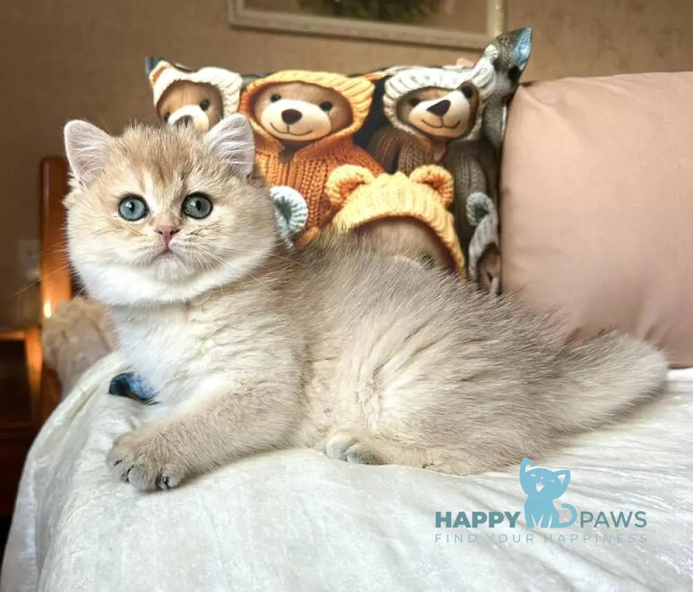 Fialka British Shorthair female black golden shaded live animals