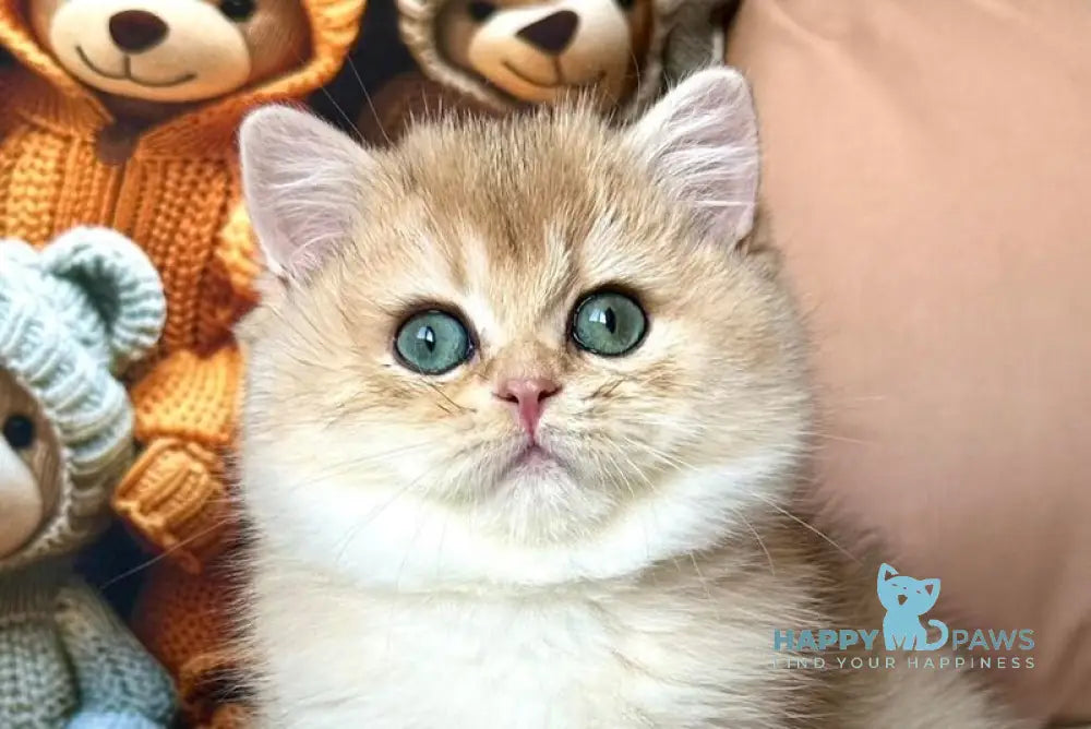 Fialka British Shorthair female black golden shaded live animals