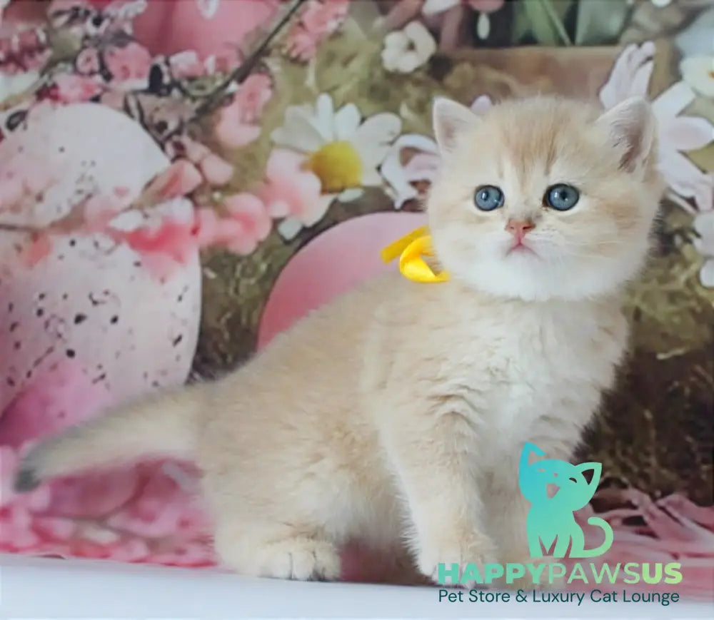 Fialka British Shorthair female blue golden chinchilla live animals