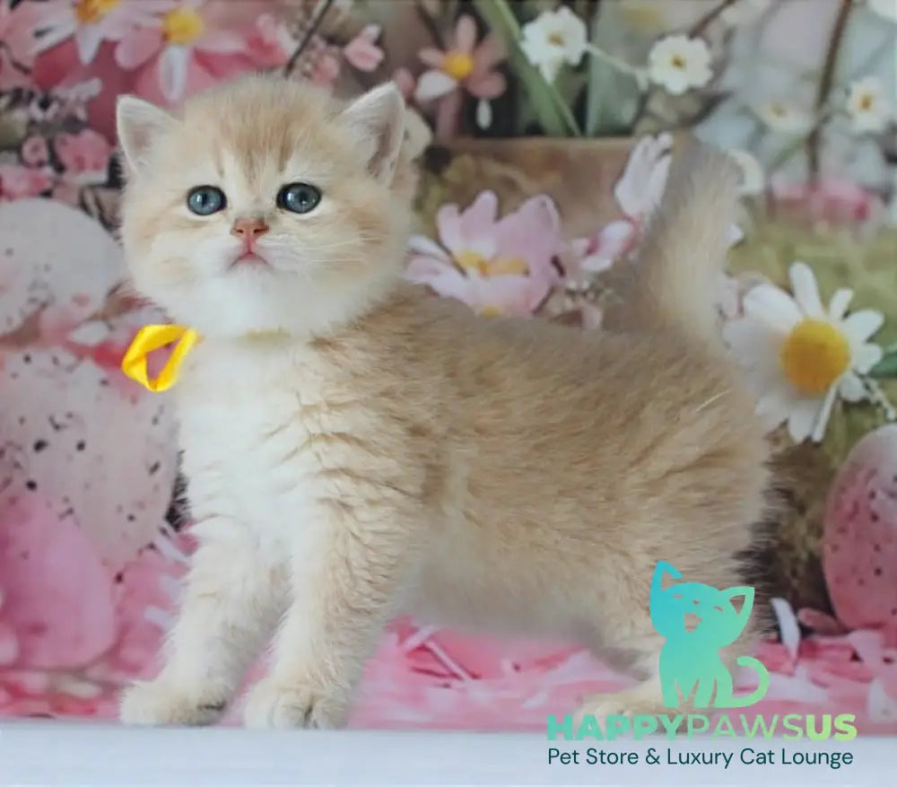 Fialka British Shorthair female blue golden chinchilla live animals