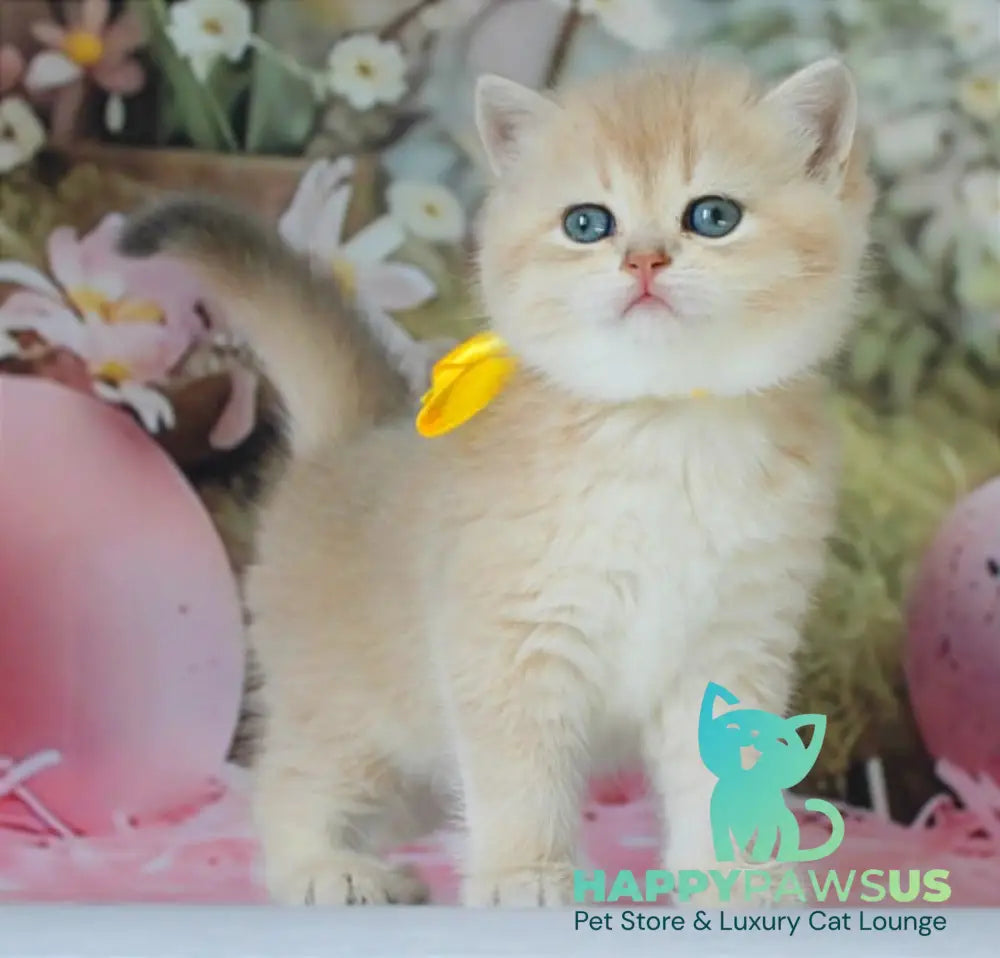 Fialka British Shorthair female blue golden chinchilla live animals