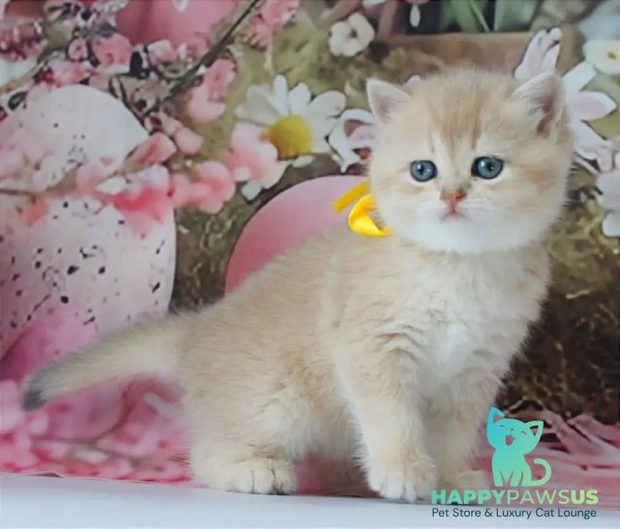 Fialka British Shorthair female blue golden chinchilla live animals