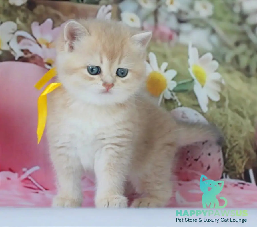 Fialka British Shorthair female blue golden chinchilla live animals
