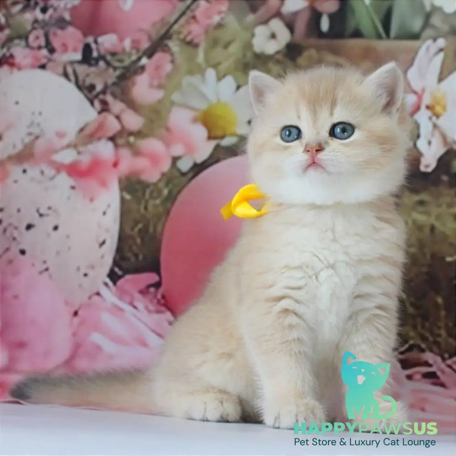 Fialka British Shorthair female blue golden chinchilla live animals