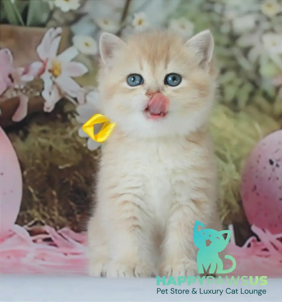 Fialka British Shorthair female blue golden chinchilla live animals