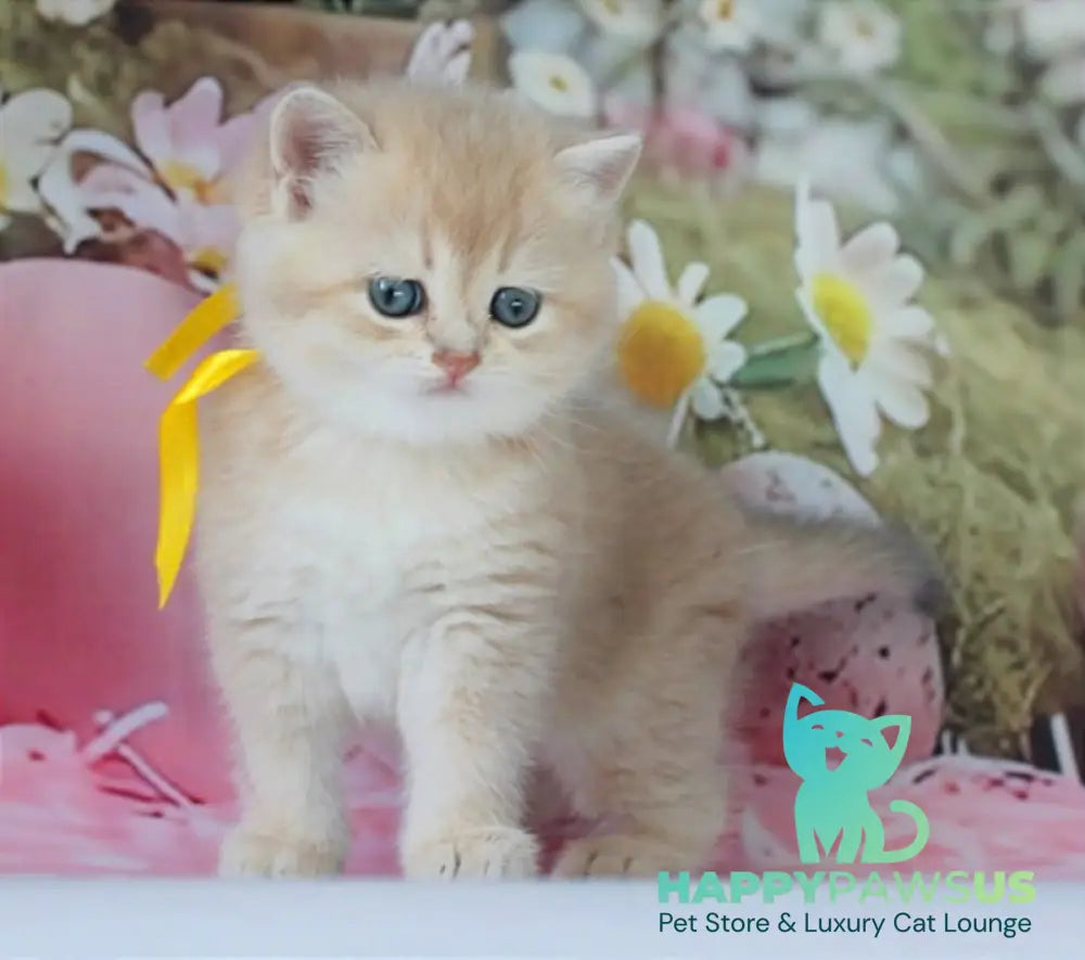 Fialka British Shorthair female blue golden chinchilla live animals