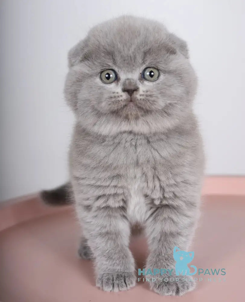 Fialka Scottish Fold female blue live animals