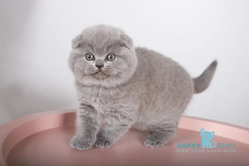 Fialka Scottish Fold female blue live animals