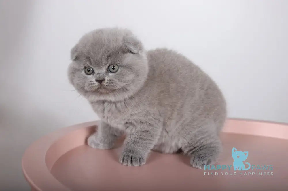 Fialka Scottish Fold female blue live animals