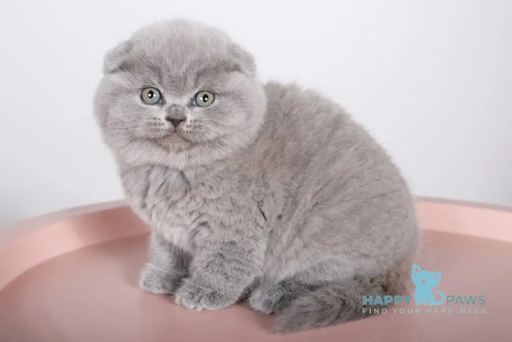 Fialka Scottish Fold female blue live animals