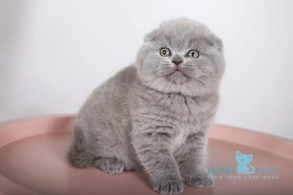 Fialka Scottish Fold female blue live animals