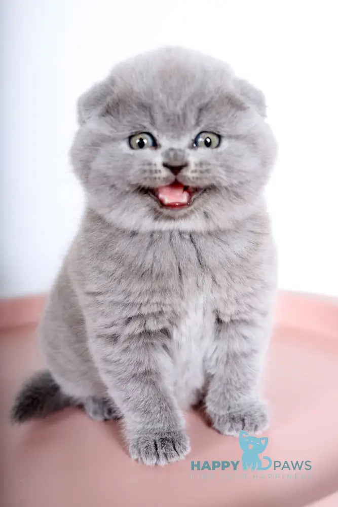 Fialka Scottish Fold female blue live animals