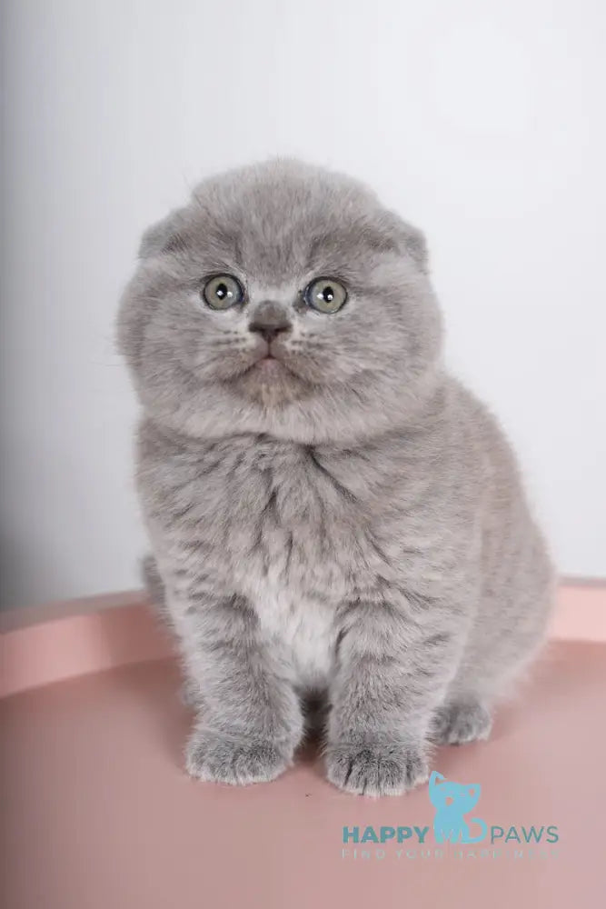 Fialka Scottish Fold female blue live animals