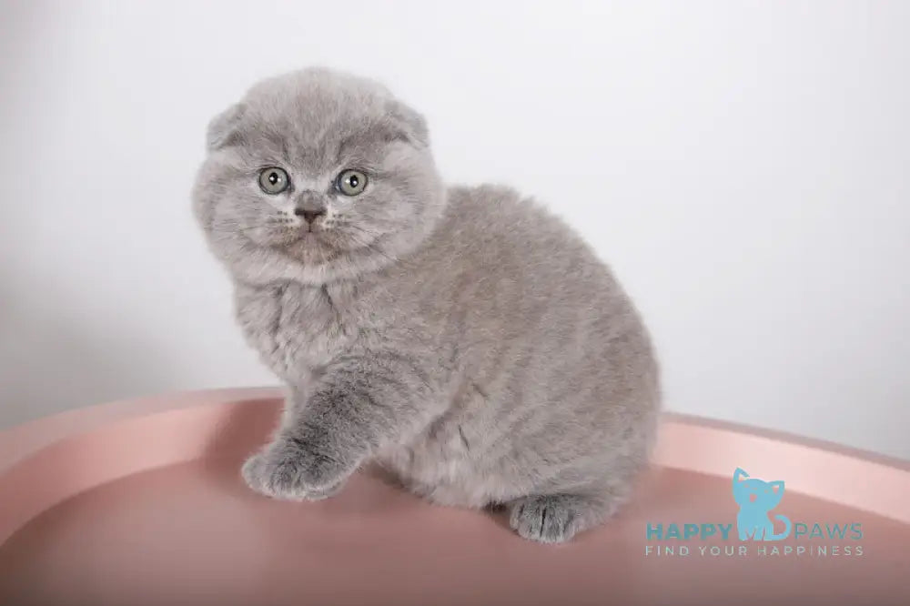 Fialka Scottish Fold female blue live animals
