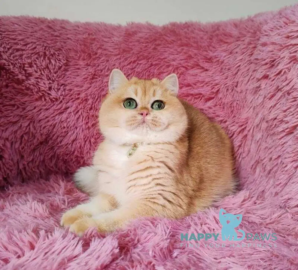 Fiata British Shorthair female black golden chinchilla live animals