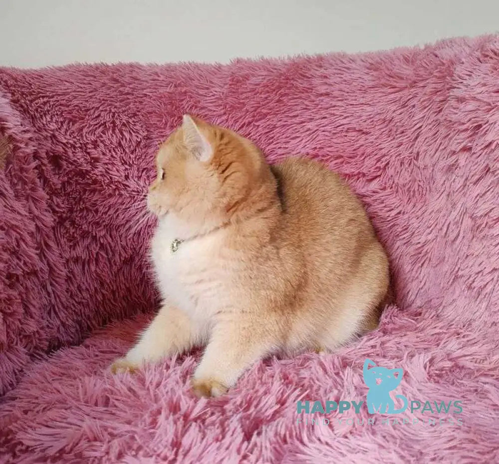 Fiata British Shorthair female black golden chinchilla live animals