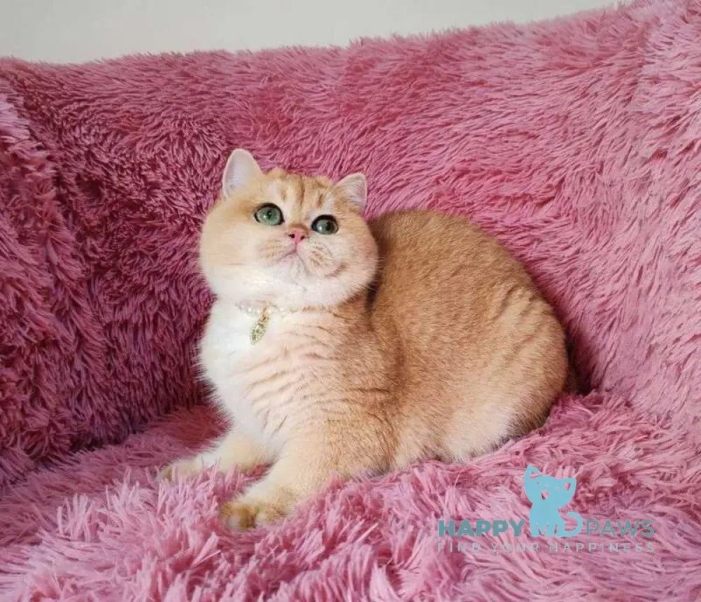 Fiata British Shorthair female black golden chinchilla live animals