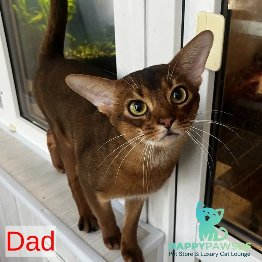 Fibi Abyssinian female blue - live animals