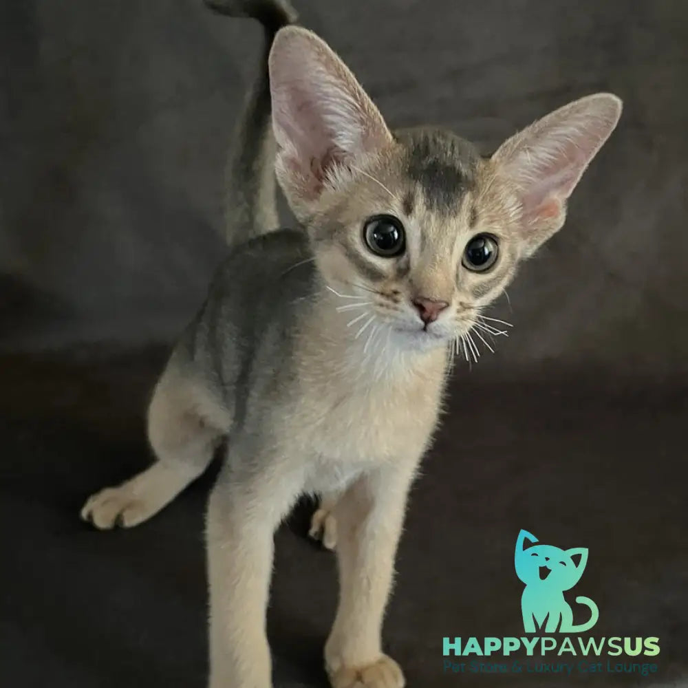 Fibi Abyssinian female blue - live animals