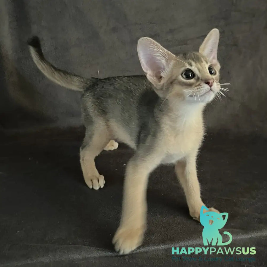 Fibi Abyssinian female blue - live animals