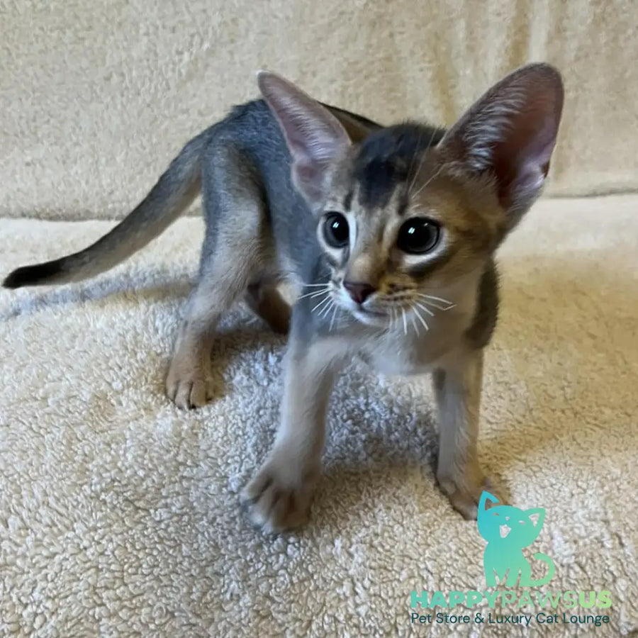 Fibi Abyssinian female blue - live animals
