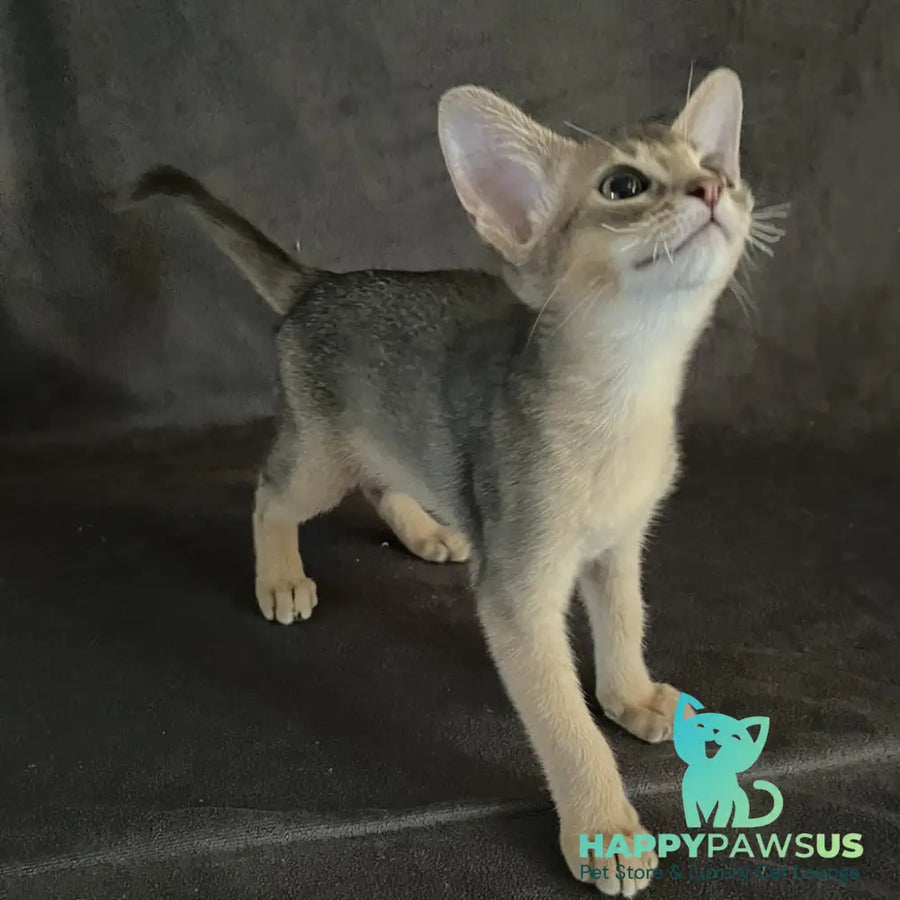 Fibi Abyssinian female blue - live animals