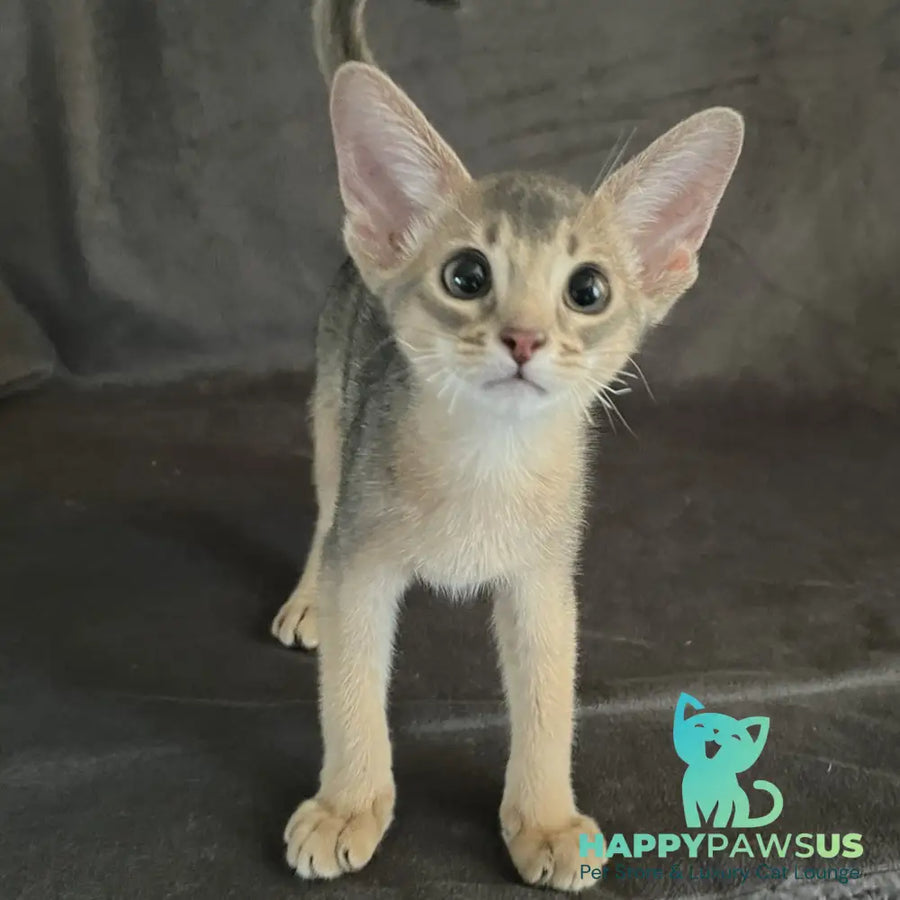 Fibi Abyssinian female blue - live animals
