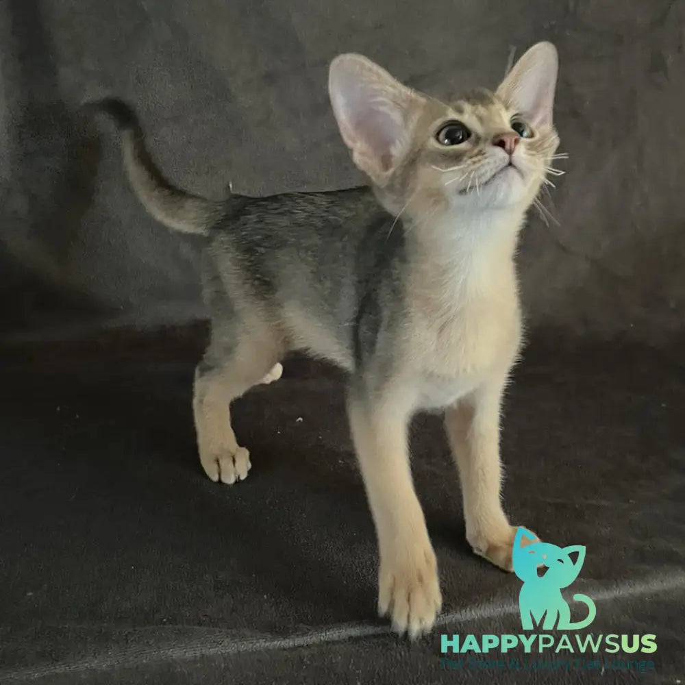 Fibi Abyssinian female blue - live animals