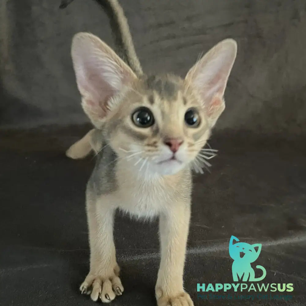 Fibi Abyssinian female blue - live animals