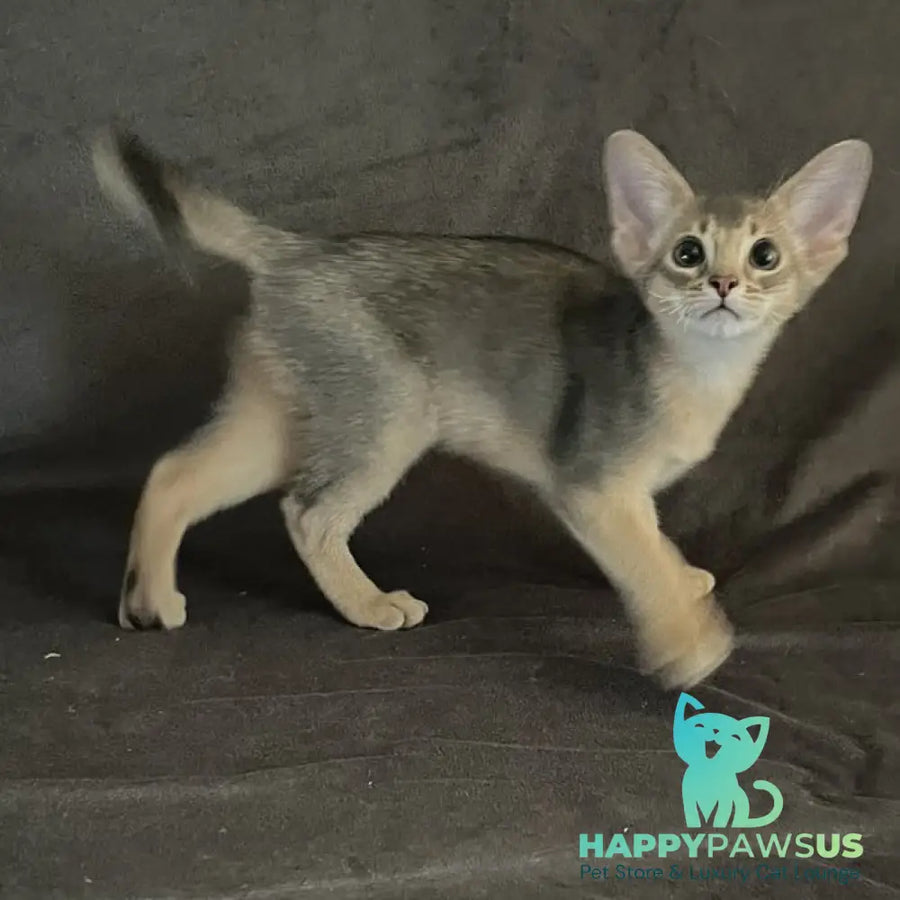 Fibi Abyssinian female blue - live animals