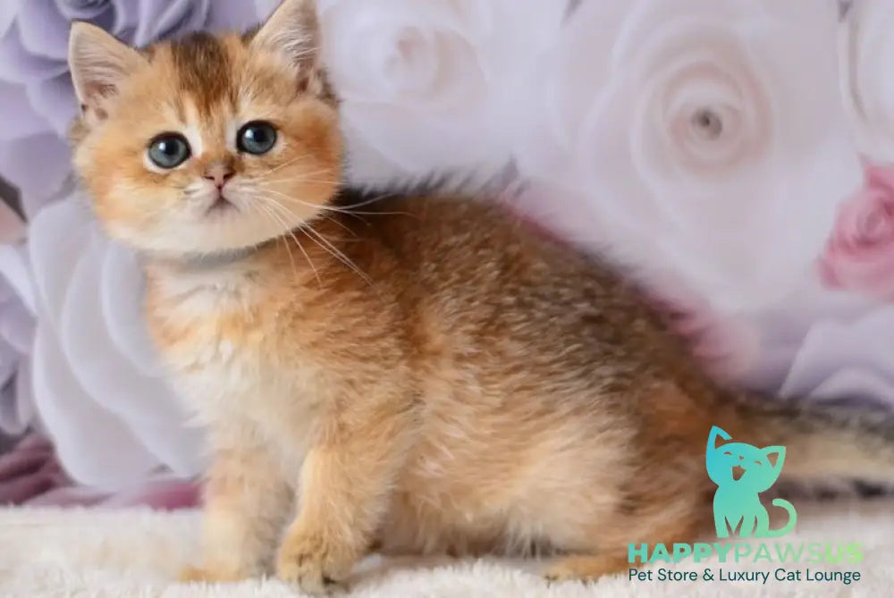 Fibi British Shorthair female black golden ticked tabby - live animals