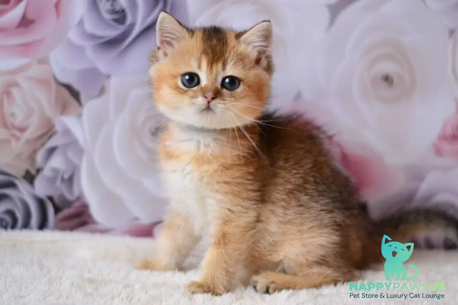 Fibi British Shorthair female black golden ticked tabby - live animals