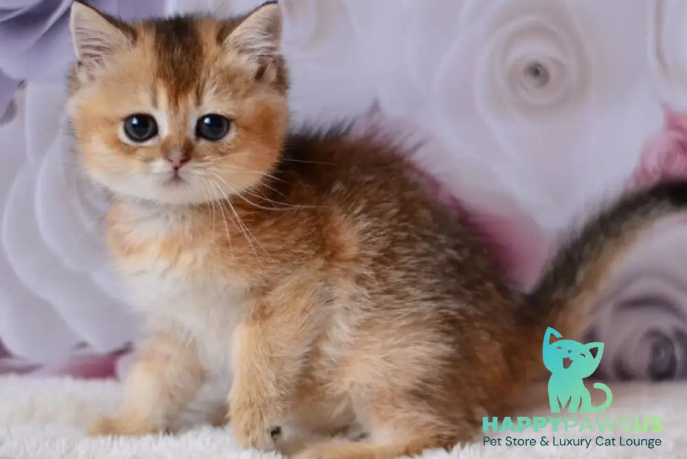 Fibi British Shorthair female black golden ticked tabby - live animals