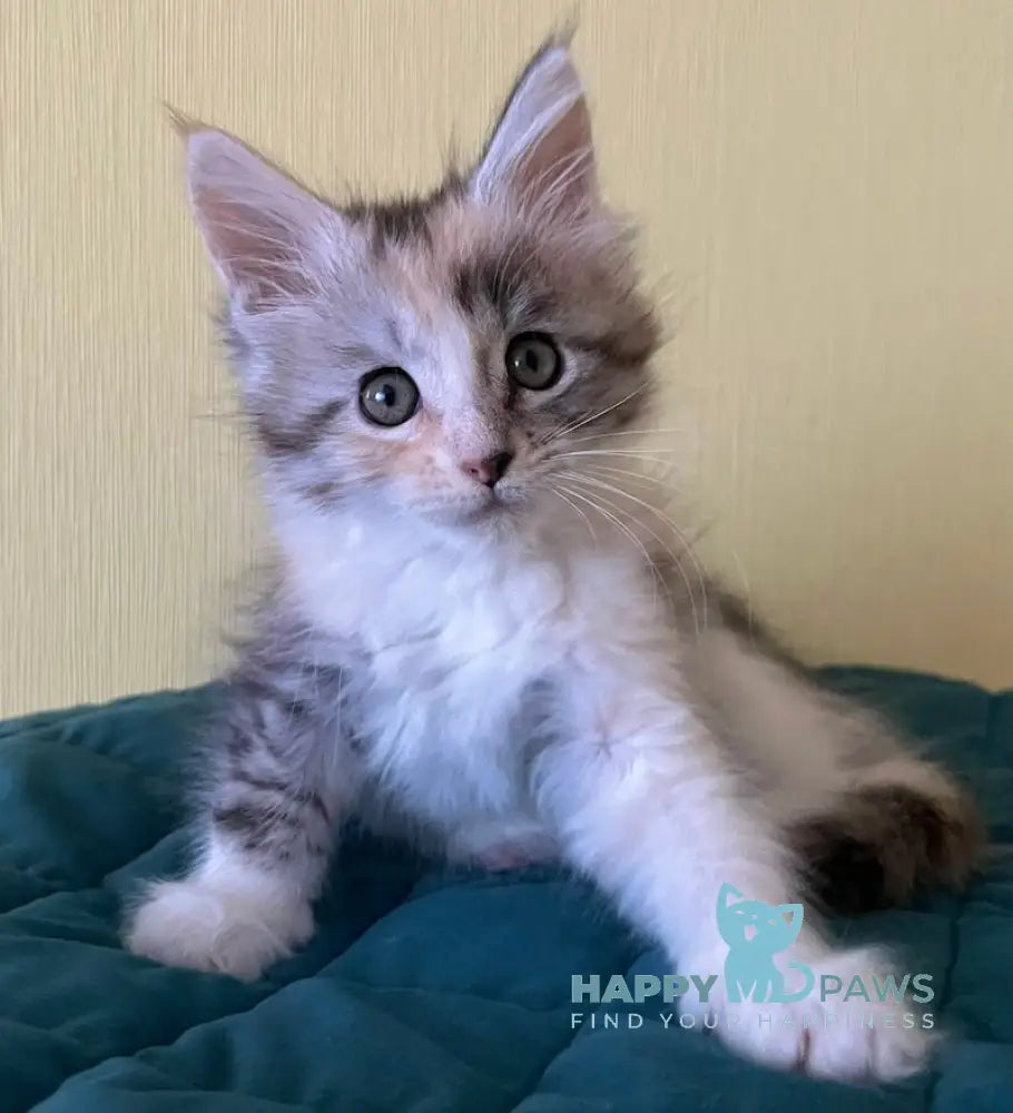 Fibi Maine Coon female black tortie silver tabby bicolour live animals