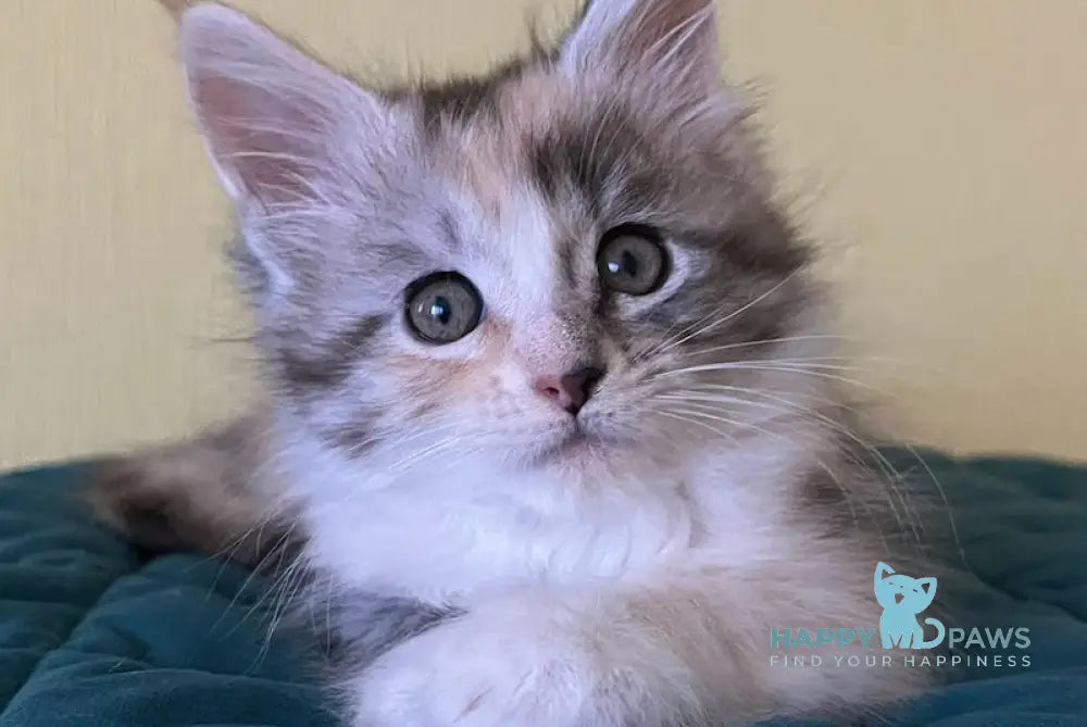 Fibi Maine Coon female black tortie silver tabby bicolour live animals