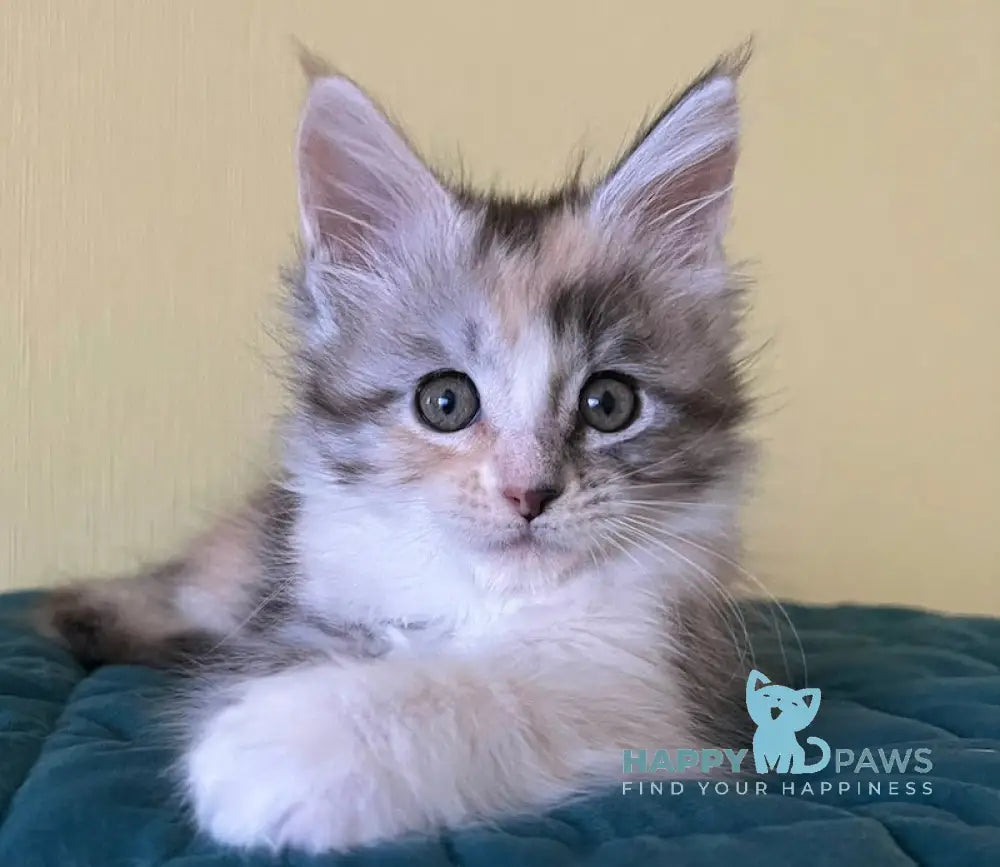 Fibi Maine Coon female black tortie silver tabby bicolour live animals