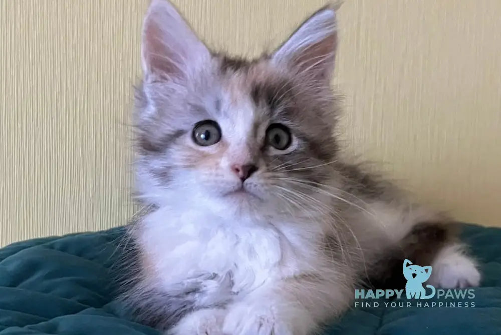 Fibi Maine Coon female black tortie silver tabby bicolour live animals