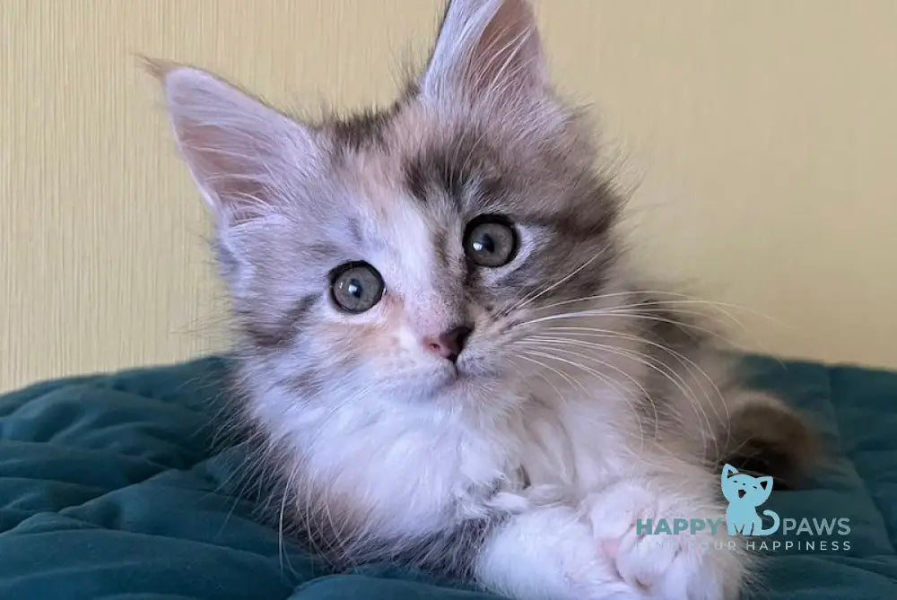 Fibi Maine Coon female black tortie silver tabby bicolour live animals