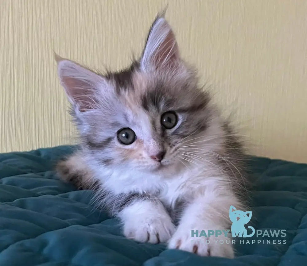Fibi Maine Coon female black tortie silver tabby bicolour live animals