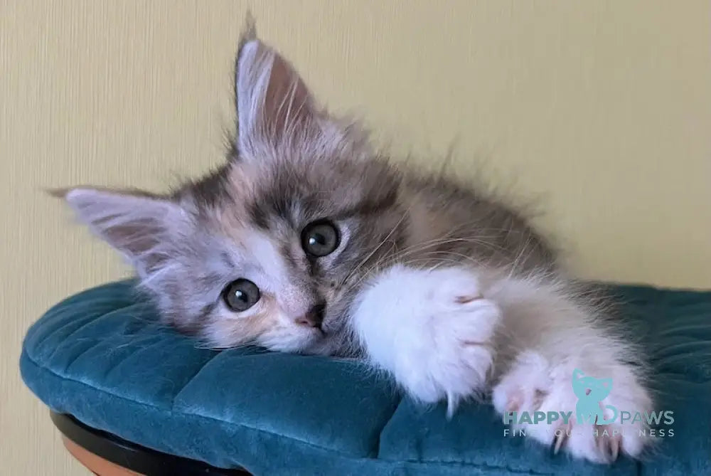 Fibi Maine Coon female black tortie silver tabby bicolour live animals