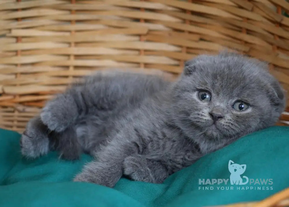 Fibi Scottish Fold female blue live animals
