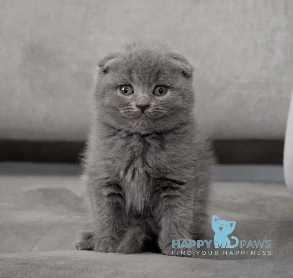 Fibi Scottish Fold female blue live animals