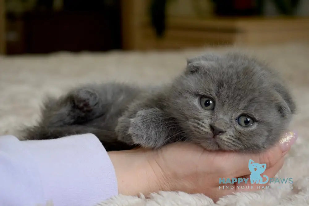 Fibi Scottish Fold female blue live animals