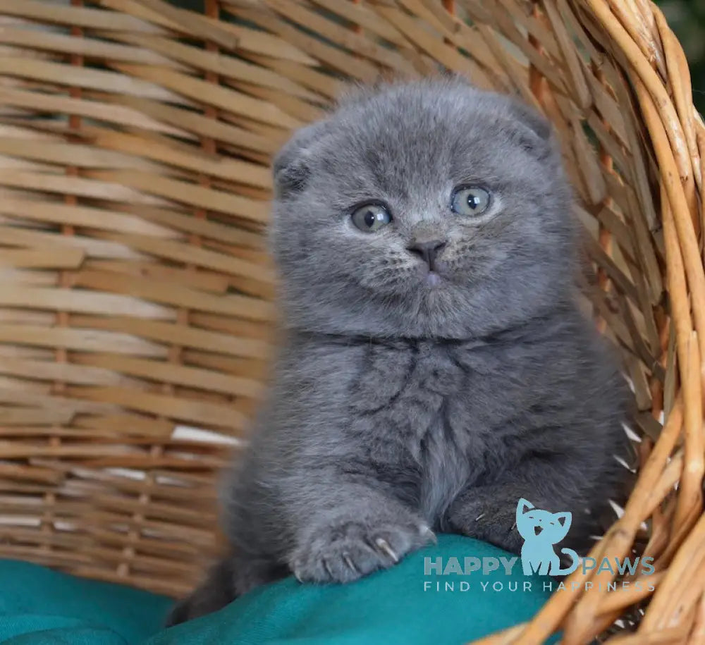 Fibi Scottish Fold female blue live animals