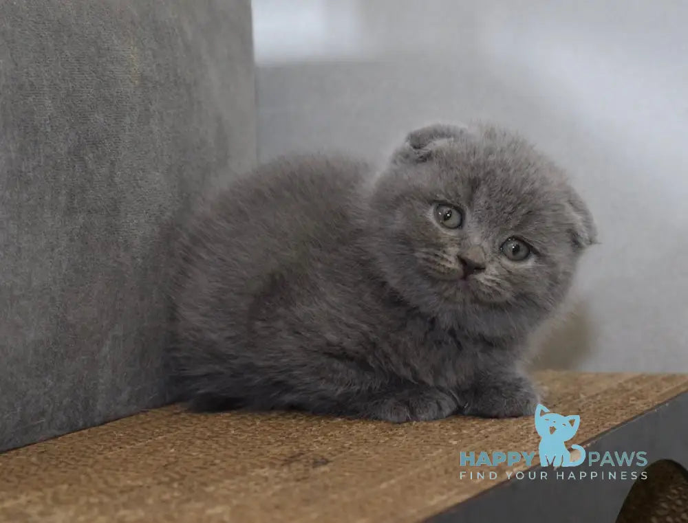 Fibi Scottish Fold female blue live animals