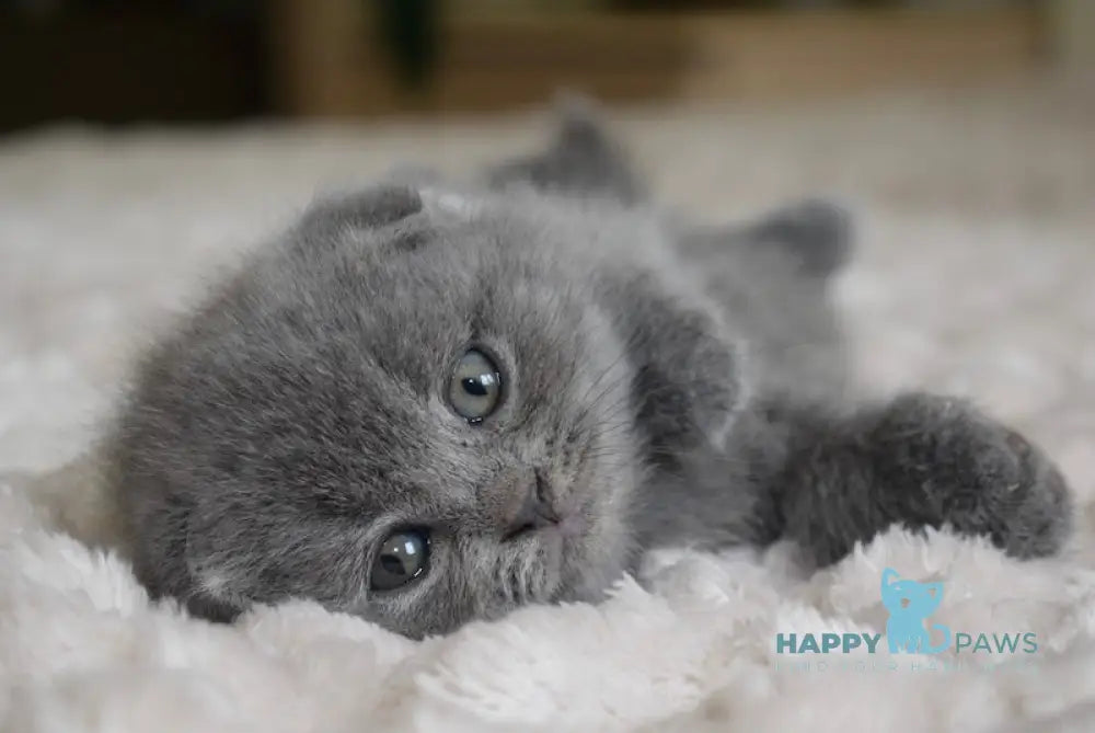 Fibi Scottish Fold female blue live animals