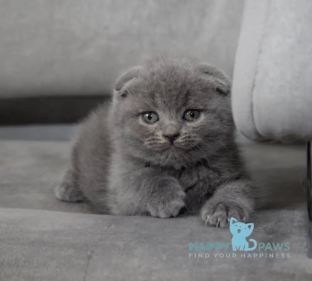 Fibi Scottish Fold female blue live animals