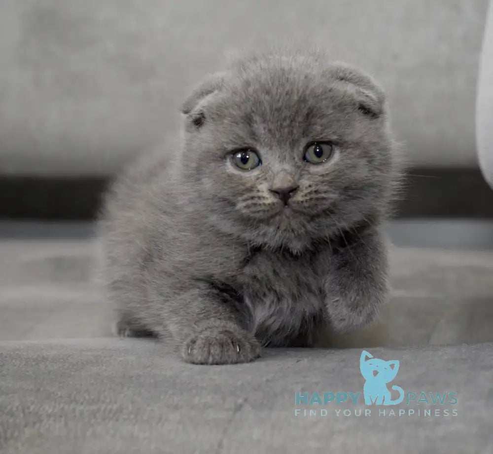 Fibi Scottish Fold female blue live animals