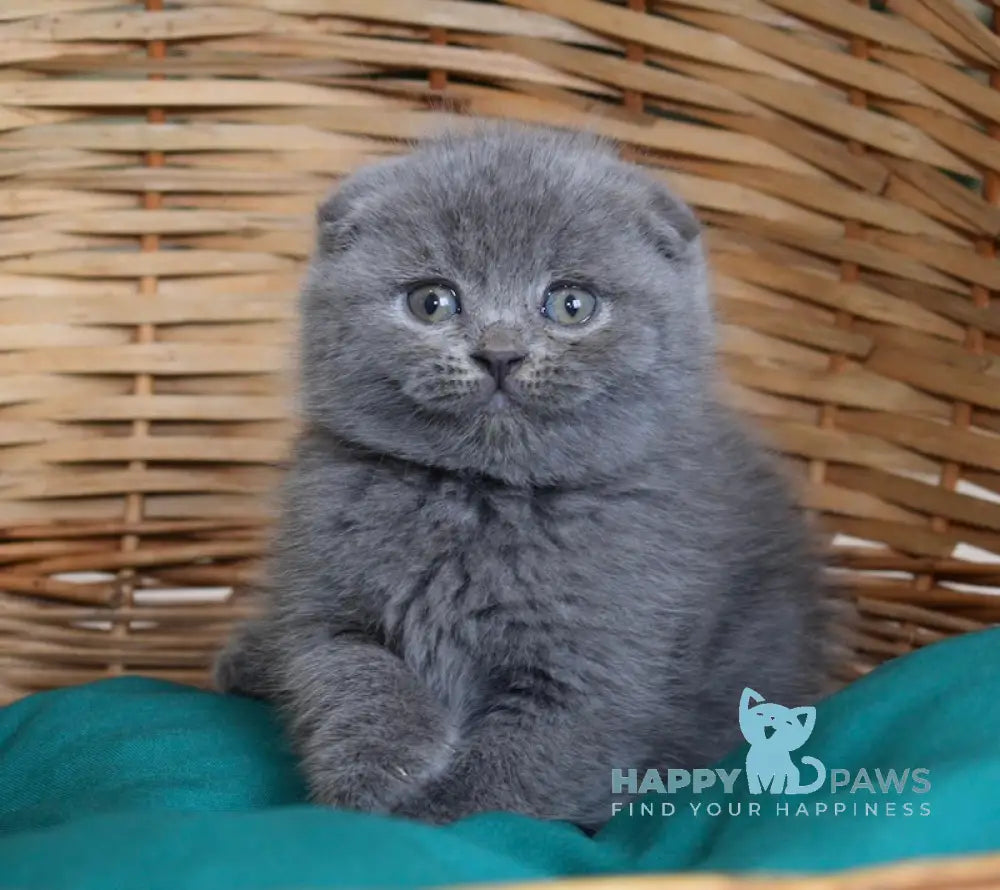 Fibi Scottish Fold female blue live animals